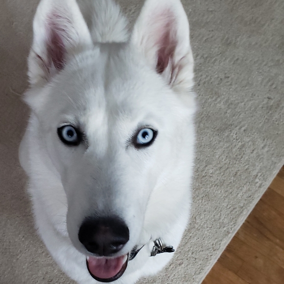 Not for sale - Picture 3 of 4